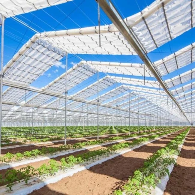 Crops growing in a commercial greenhouse